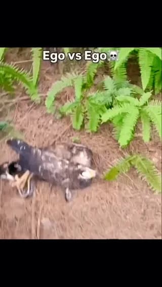 Snake & Falcon killed each other!