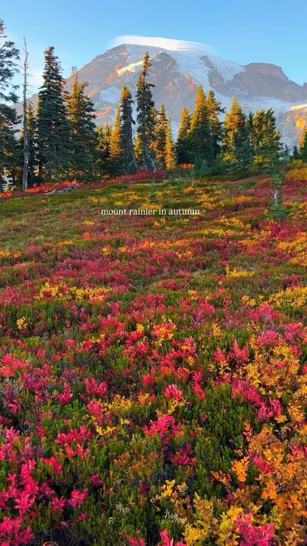 In just two weeks, Mount Rainier will be painted in breathtaking autumn hues.