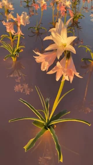 Sandhof lilies of Namibia