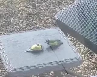 This little bird flew into a window, but its companion stayed by its side until they could both fly again