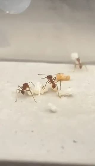 the size of this surrogate Ant Queen next to her workers