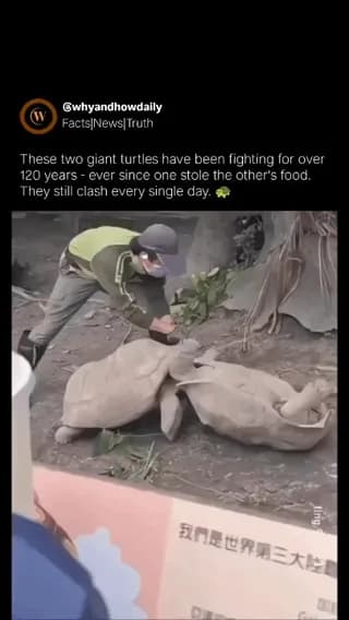 The aggressive posturing and physical clashing of two giant tortoises