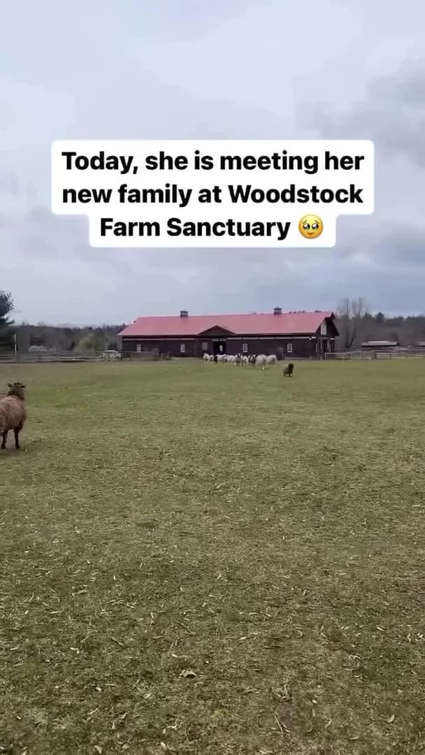 The Sheep Ran to Welcome a New Friend 🥹