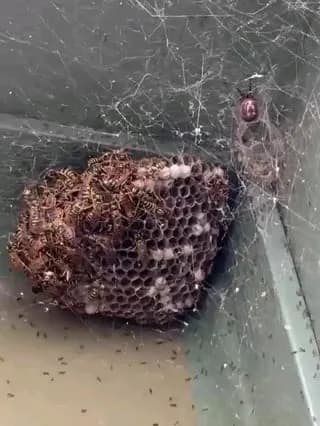 a spider built web around a wasp nest trapping them in,and the ants are eating the larvae, stockpilin for winter