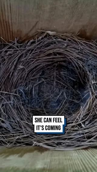 The reason why she spent days perfecting her nest