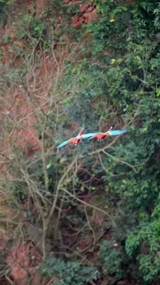 Two red and green macaws flying side by side, their wings touching as they soar together