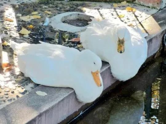 Ducks are contouring their bodies over the concrete edge