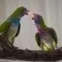 Parakeets, male or female, love a good fight