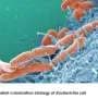 Scientists discover dispersal mechanism and new gene family in harmful E. coli strains