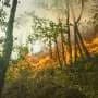 Forest fire smoke reduces bird diversity, study suggests