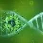 Antibody cocktails could steer viruses into evolutionary dead ends