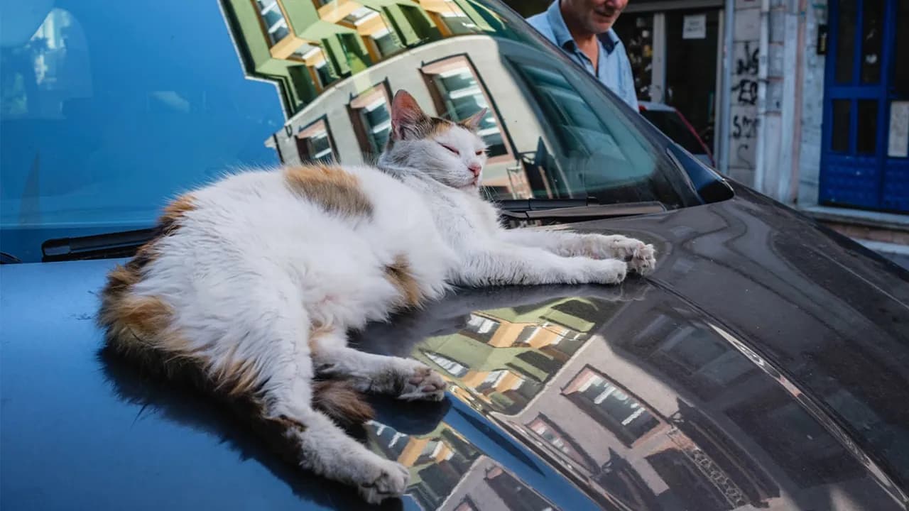 26 Times Animals Stole The Show In Jeffrey De Keyser’s Street Photography