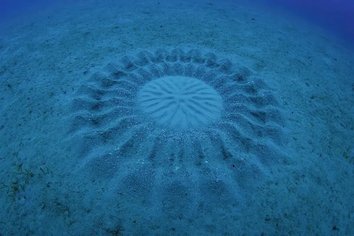 Male white-spotted pufferfish build large, circular geometric nests on the ocean floor to attract females