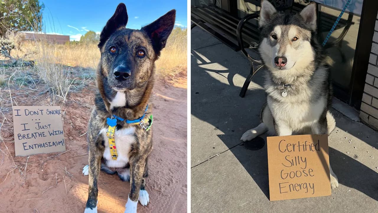 “Dog With Sign” Uses Its Famous Cardboard Messages To Spotlight Adoptable Pups (44 Pics)