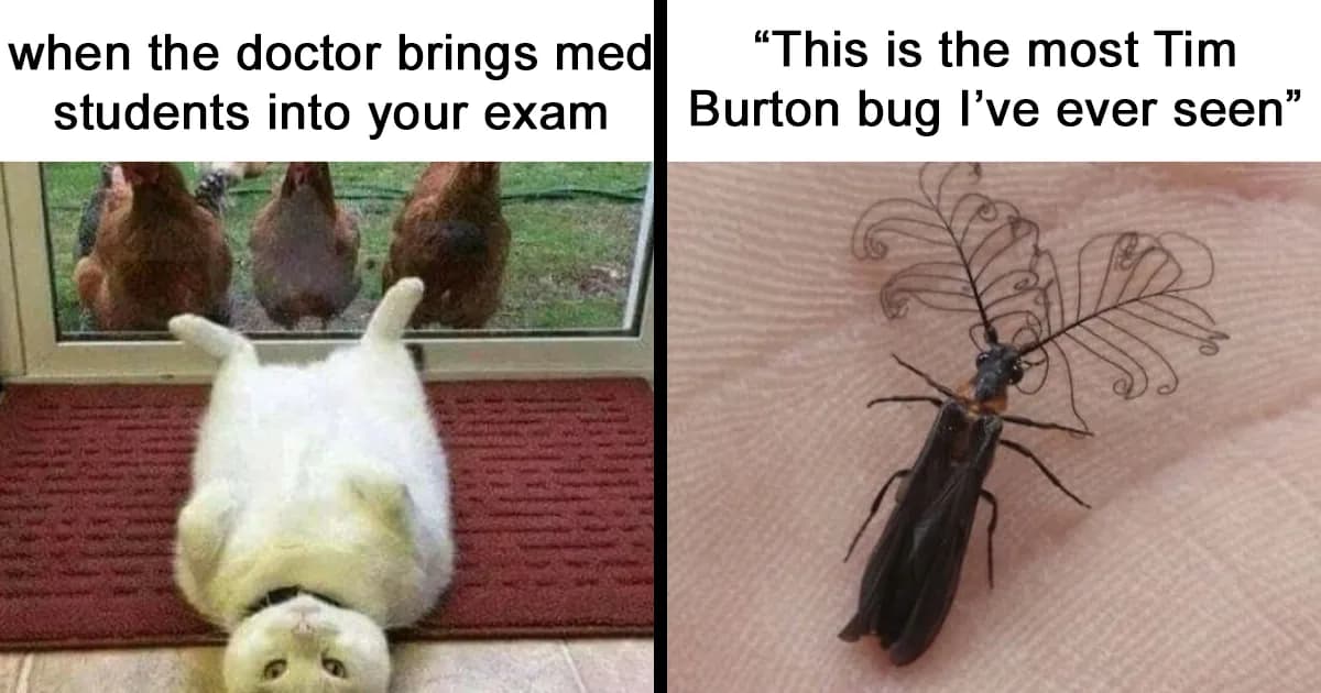 46 Amusingly Adorable Animal Memes To Make Your Day