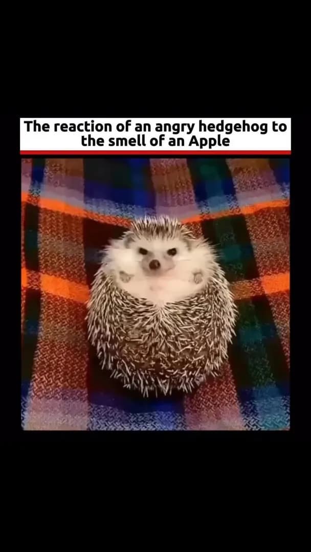The reaction of an angry hedgehog to the smell of an Apple 🤩