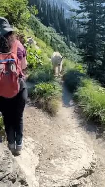 Hikers encounter a majestic mountain goat on trail