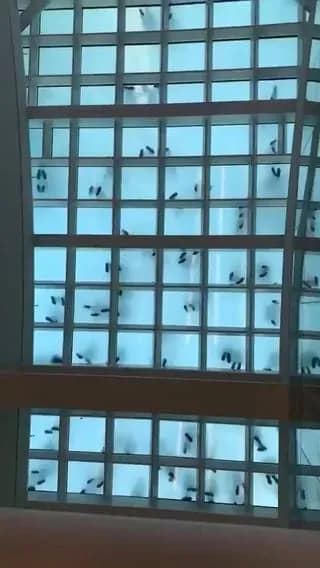 A salsa dance class filmed from underneath looks like a bunch of ants.