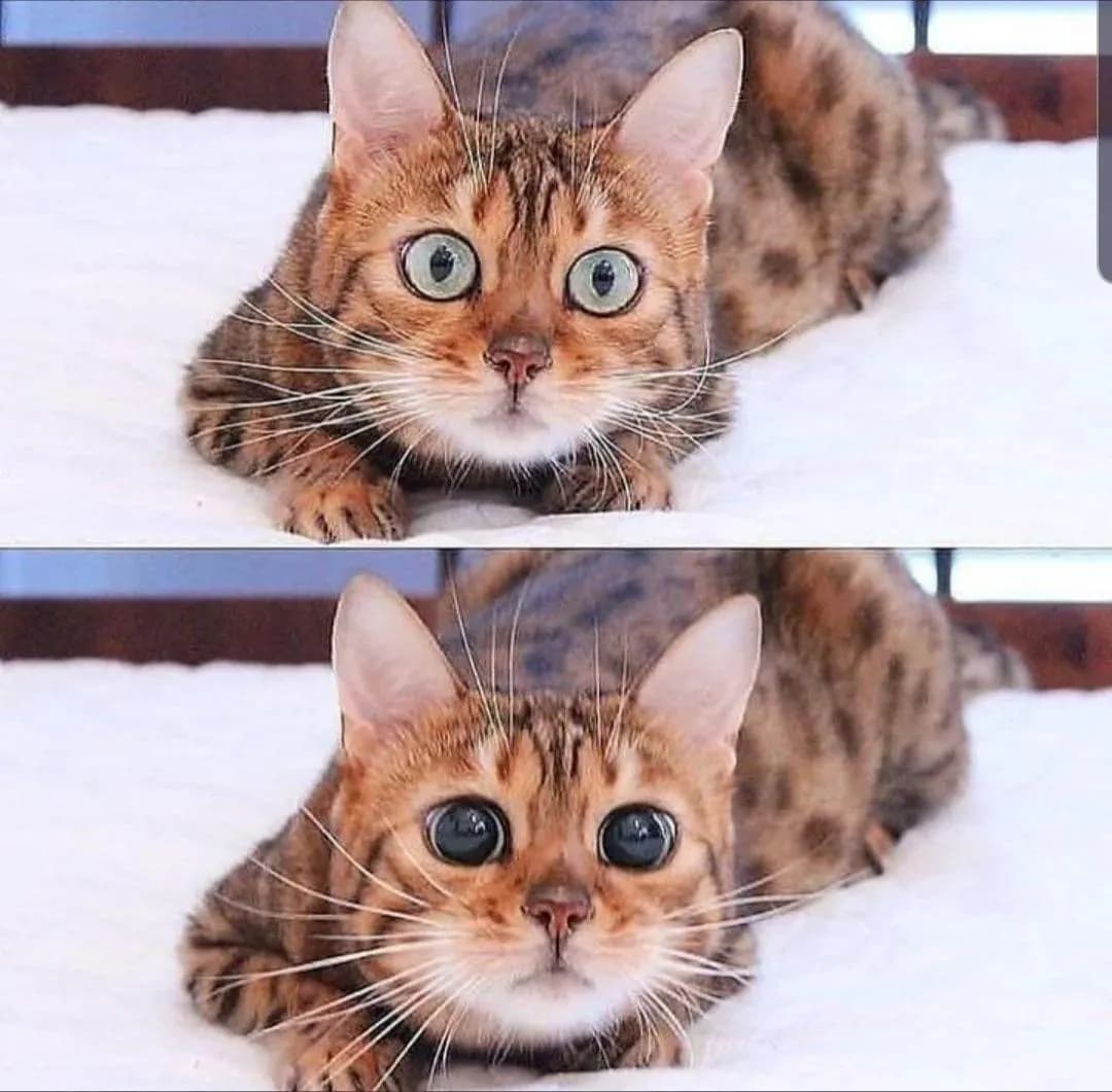 A cats eyes when it sees prey.