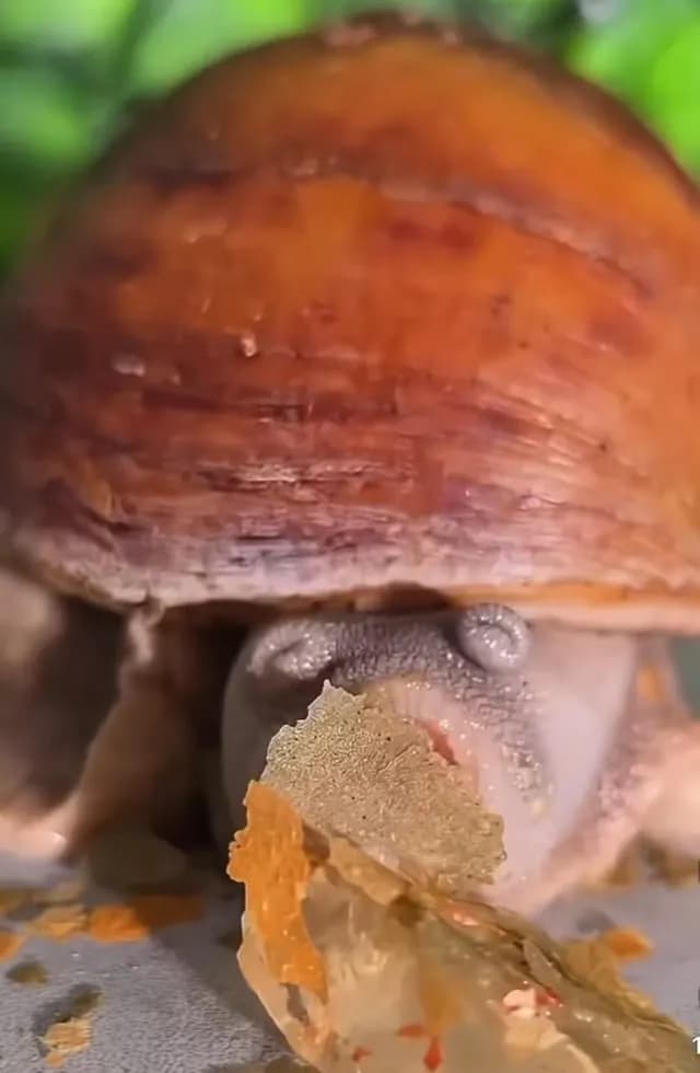 A close up video of a snail eating its dinner