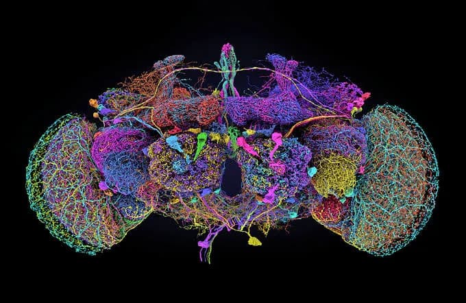 Scientists have open-sourced a fruit fly's brain