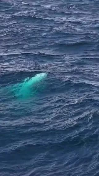 Rare albino humpback whale Only 1 in 40,000 whales are albino