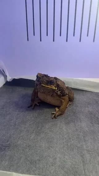Frog swallowed a bug and became a Yamaha.