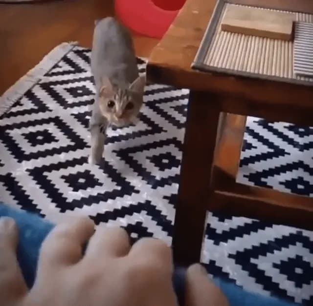 This cat knows exactly when to tuck its ear to the table corner.