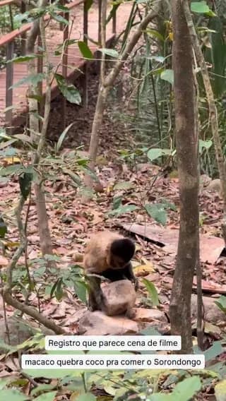 Monkeys uses rock of it's same weight to crack open a small coconut