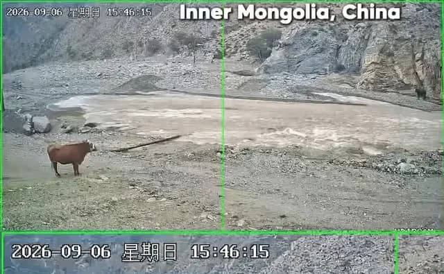 Clever Cow Crossing.