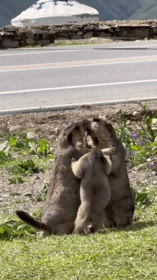 Two Himalayan marmots engage in a territorial fight while the little one tries to stop the quarrel