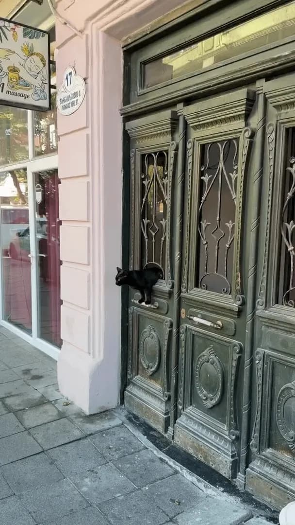 Cat Patrol