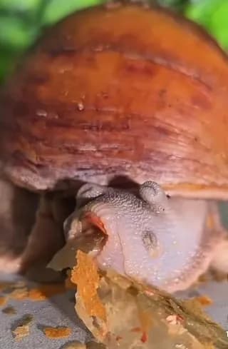 Snail Lunchtime