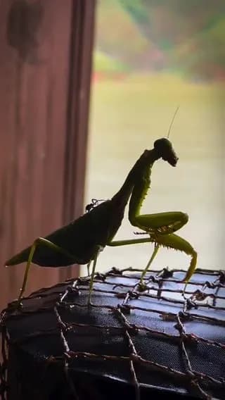 Praying Mantis catching a spider crawling on it's back.