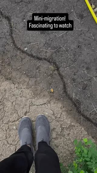 Ant Migration 🐜