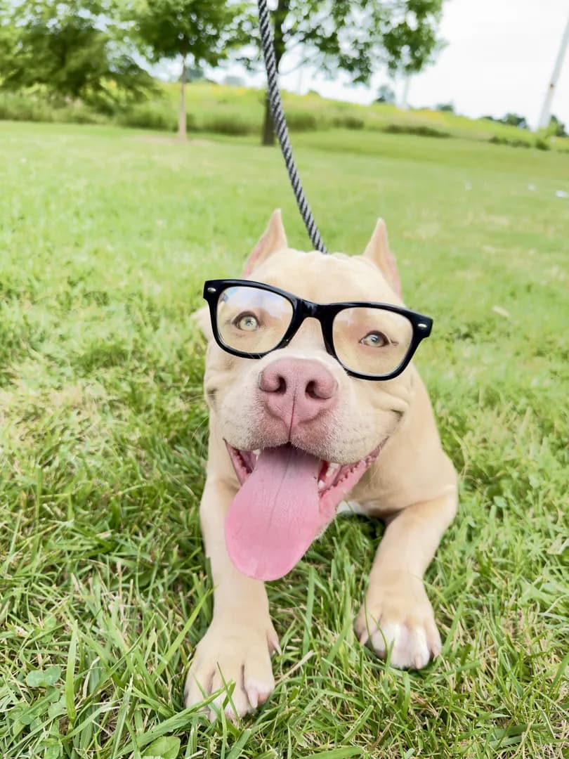 [OC] Put my Ray-Bans on my dog and realized they might’ve been made for him 😂