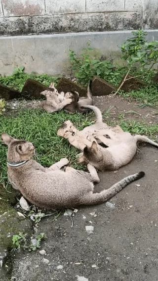 [OC] Nothing brightens my day like watching this little kitten squad play.