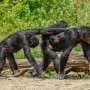 Chimpanzees give youngsters the tools to learn tricky techniques