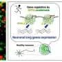 A new mechanism for reading extra-long genes in neurons