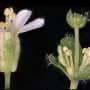How a pathogen turns flowers into leaves