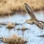 Home advantage or pastures new? High-Arctic shorebirds rarely return to the same breeding area