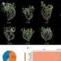 New peanut genome map uncovers hidden gene, boosts dense-planting yields 20%