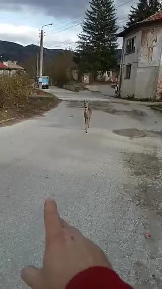 [oc] A random wild roe deer decided I was worthy of head scratches today