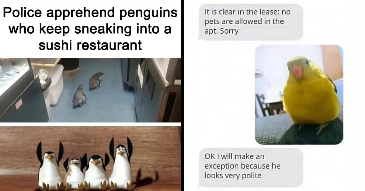 Beyond Cat Memes: 44 Bird Memes Flying Onto The Internet