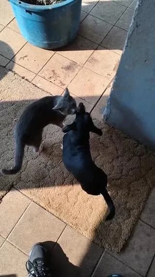 My cat and my dog are best friends.