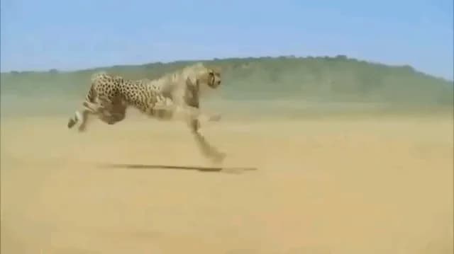 Cheetah running at full speed