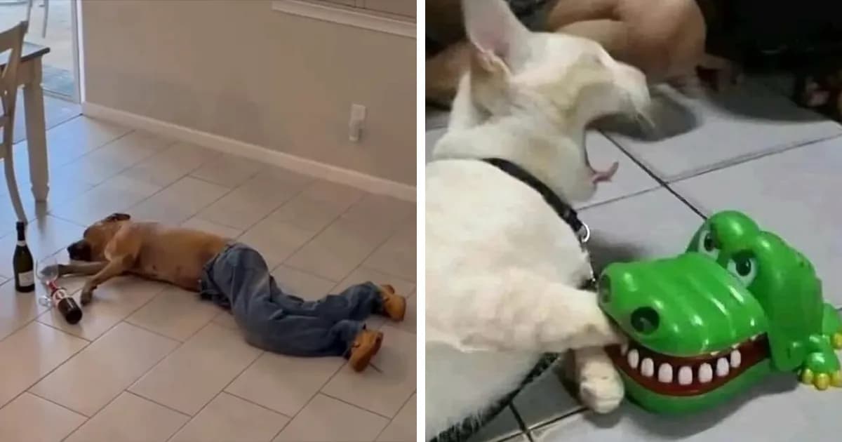 Pet Mischief On Camera: Photos Of Cats And Dogs Being Adorable