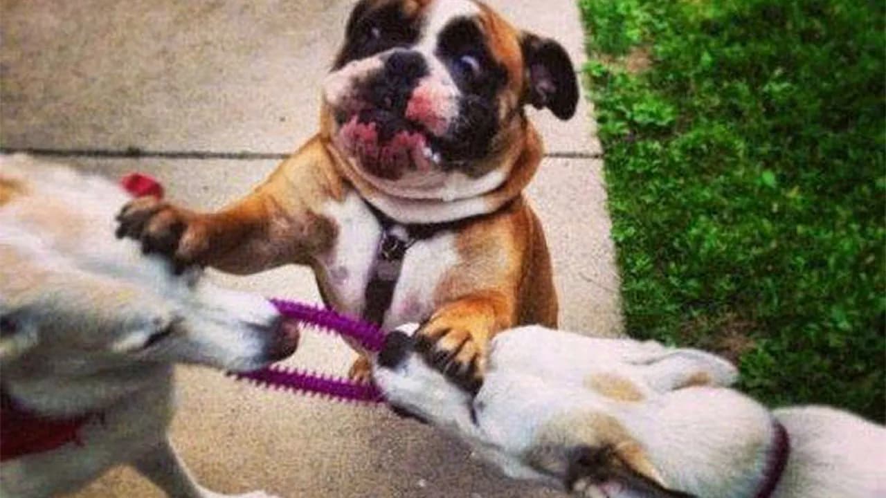 72 Times Dogs Were So Amusingly Adorable That They Got Turned Into Memes