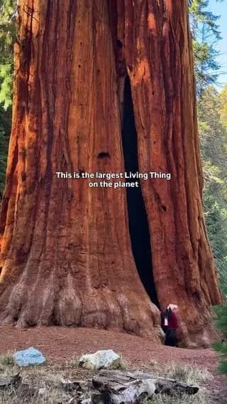 a human besides the largest living thing/being in the planet..