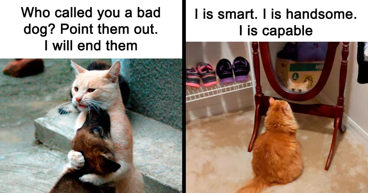 Ridiculously Cute Cat Memes That Can Brighten The Day